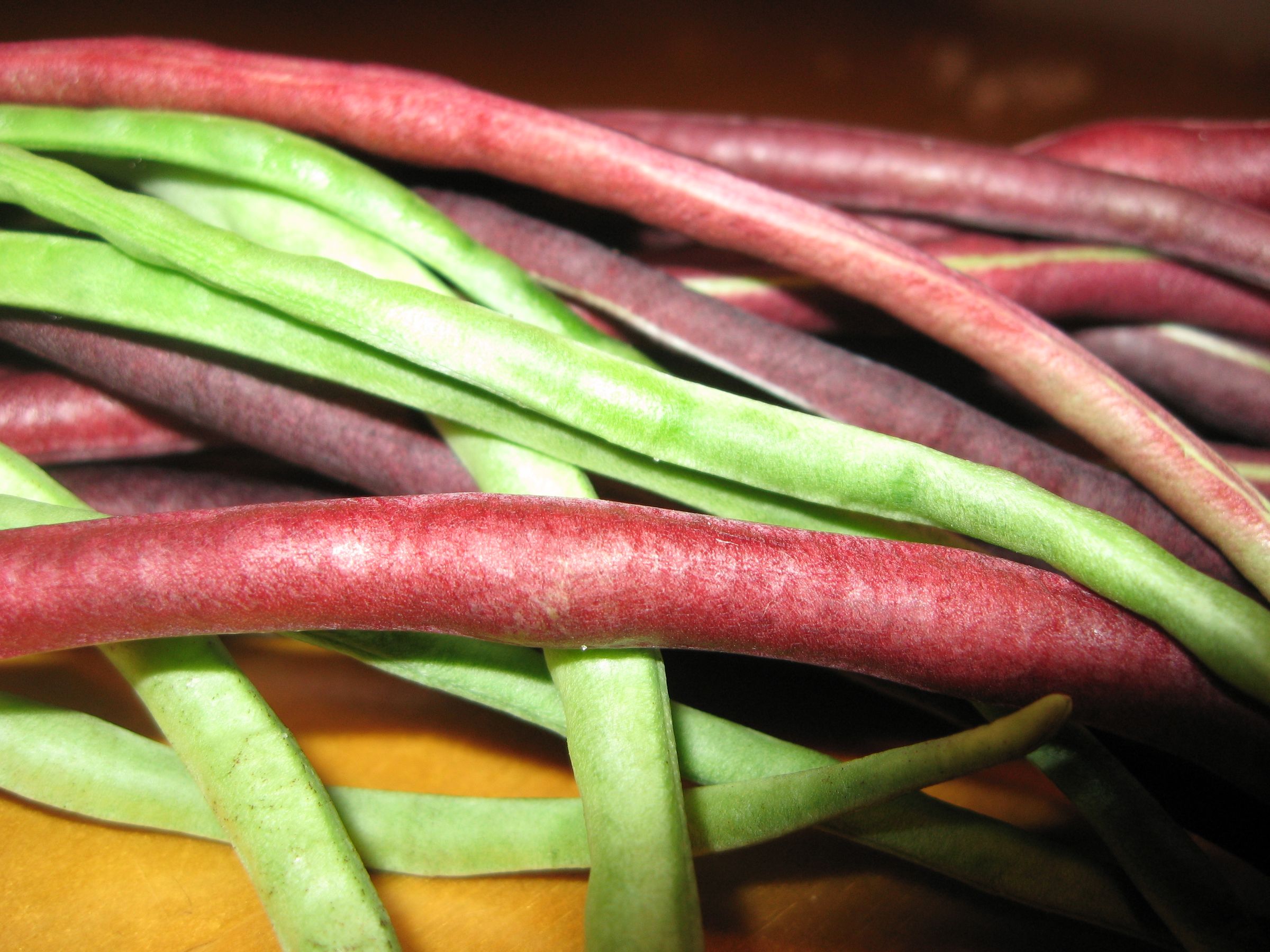 Growing Giant Beans