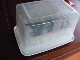 Easy Hothouse to Propagate Plants