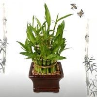 Bring the Spirit of Prosperity Inside Your Home Buy a Good Luck Bamboo Today
