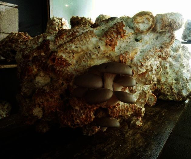 Easy Mushroom Cloning on Cardboard 