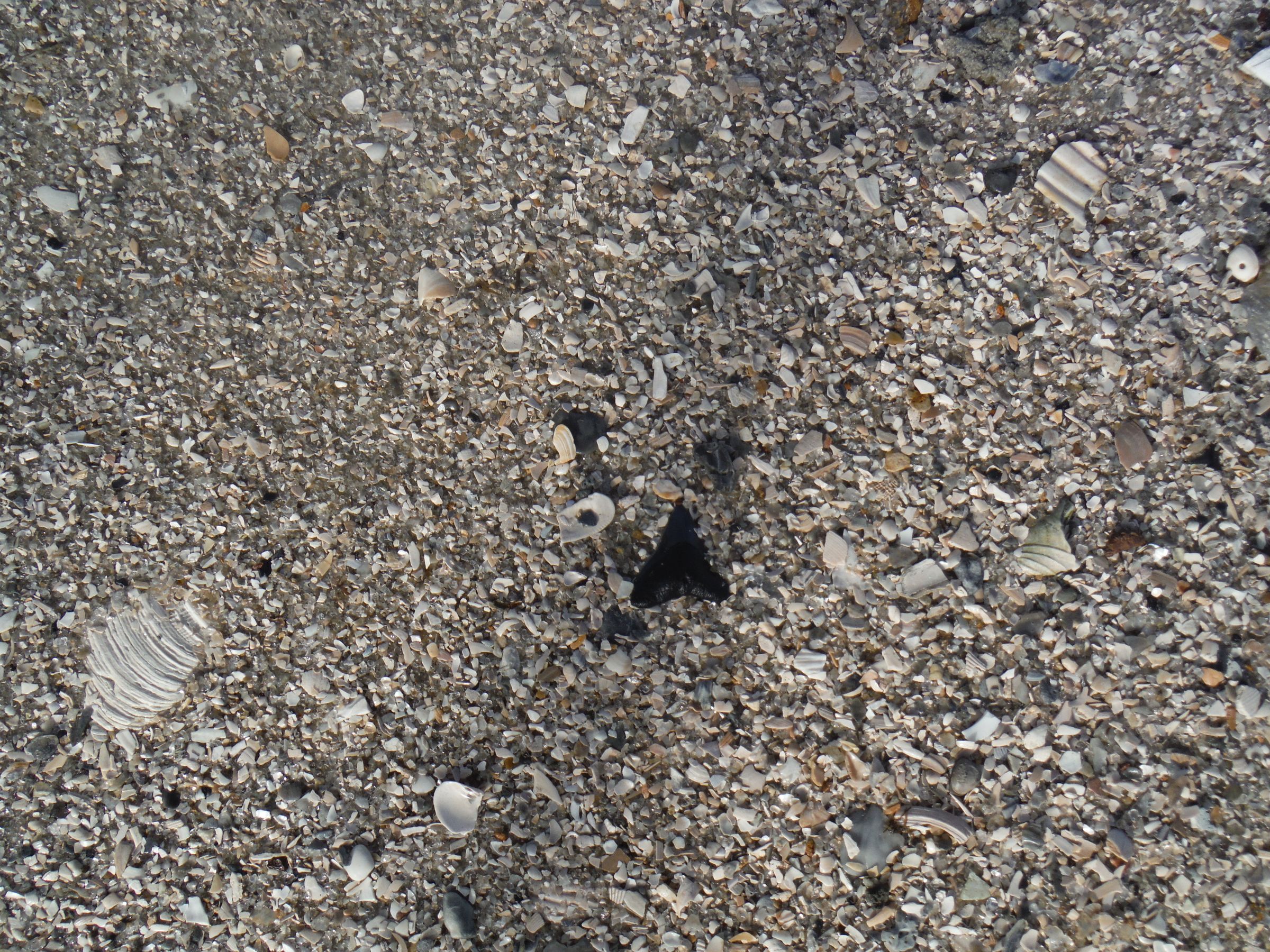 How to Find Shark Teeth : 10 Steps (with Pictures) - Instructables
