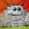 Saltidae