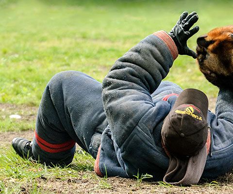 K9 Police Dogs