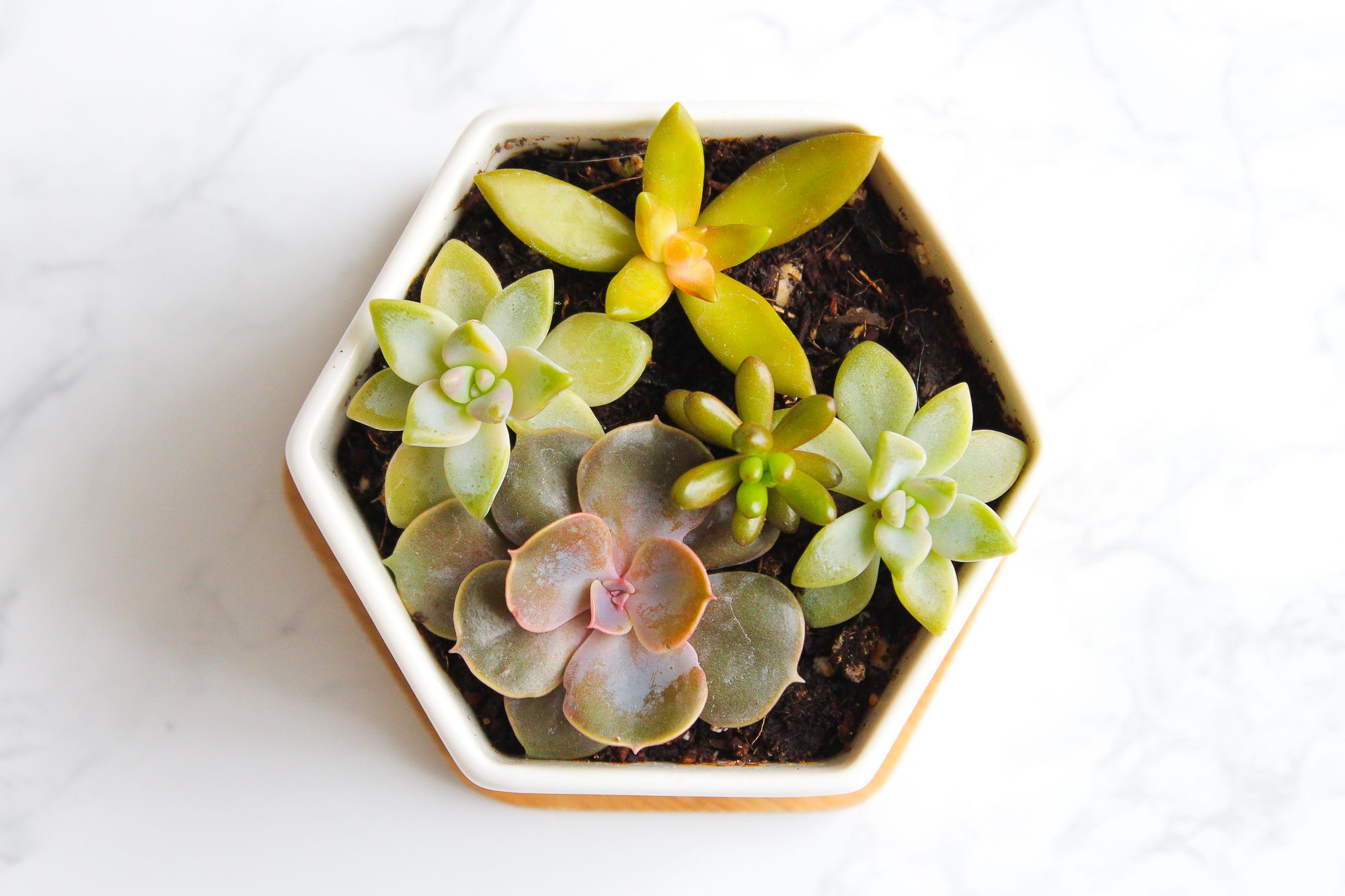 How to Take & Grow Succulents From Cuttings 5 Steps (with Pictures