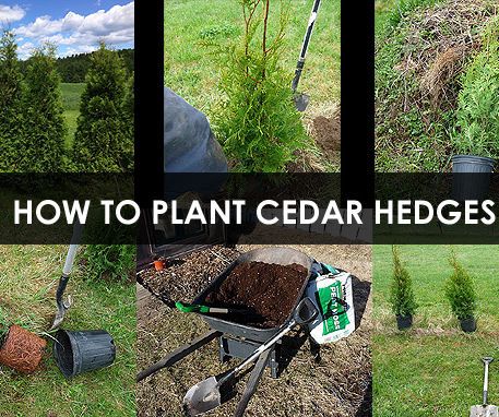 How to Plant Cedar Hedges