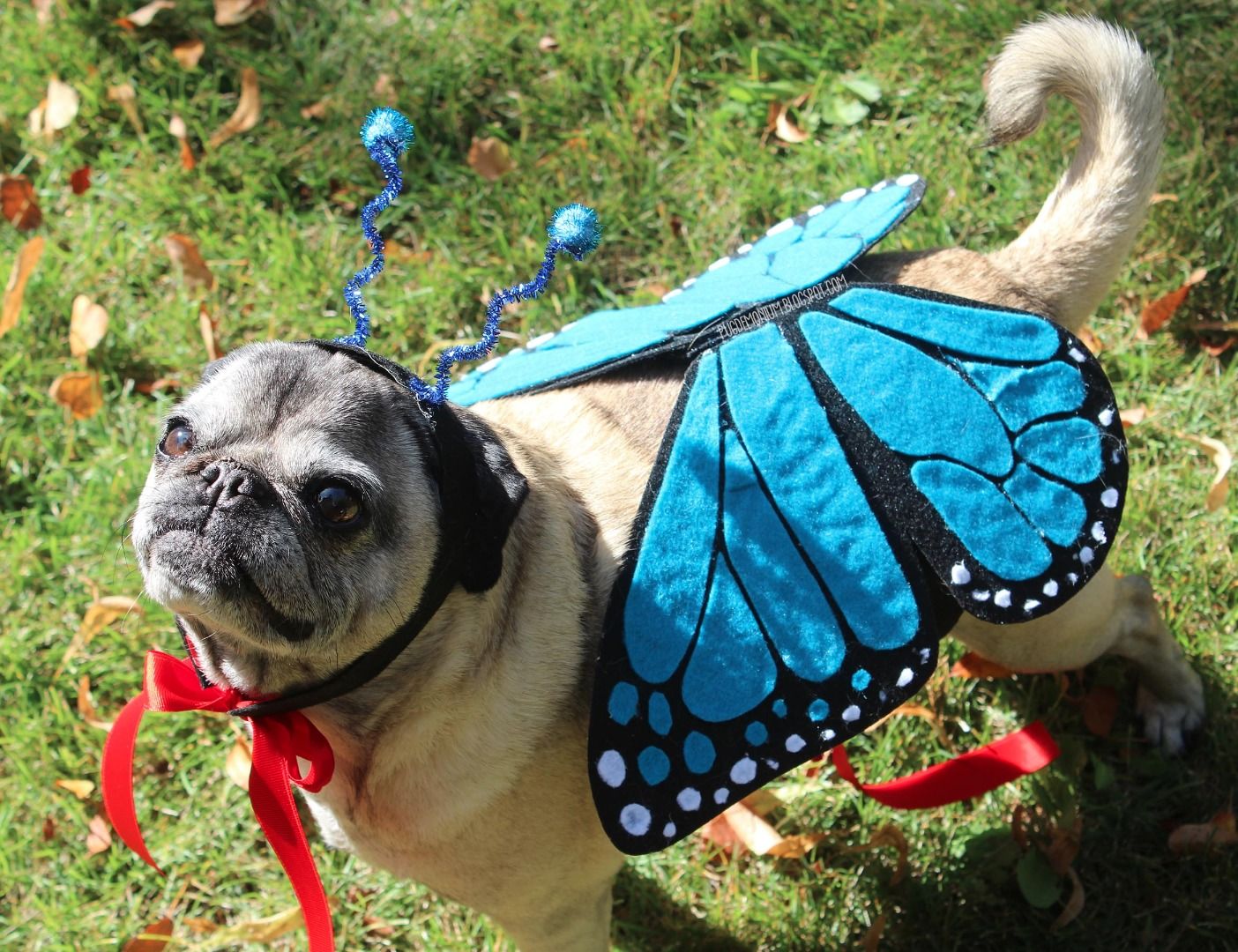 Butterfly Pet Costume 4 Steps (with Pictures) Instructables