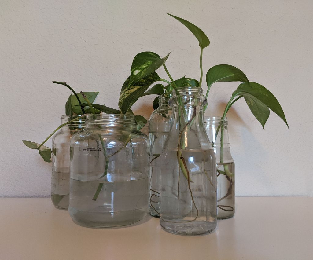 Cultivate Plant Clippings in Recycled Glass Bottles! 5 Steps