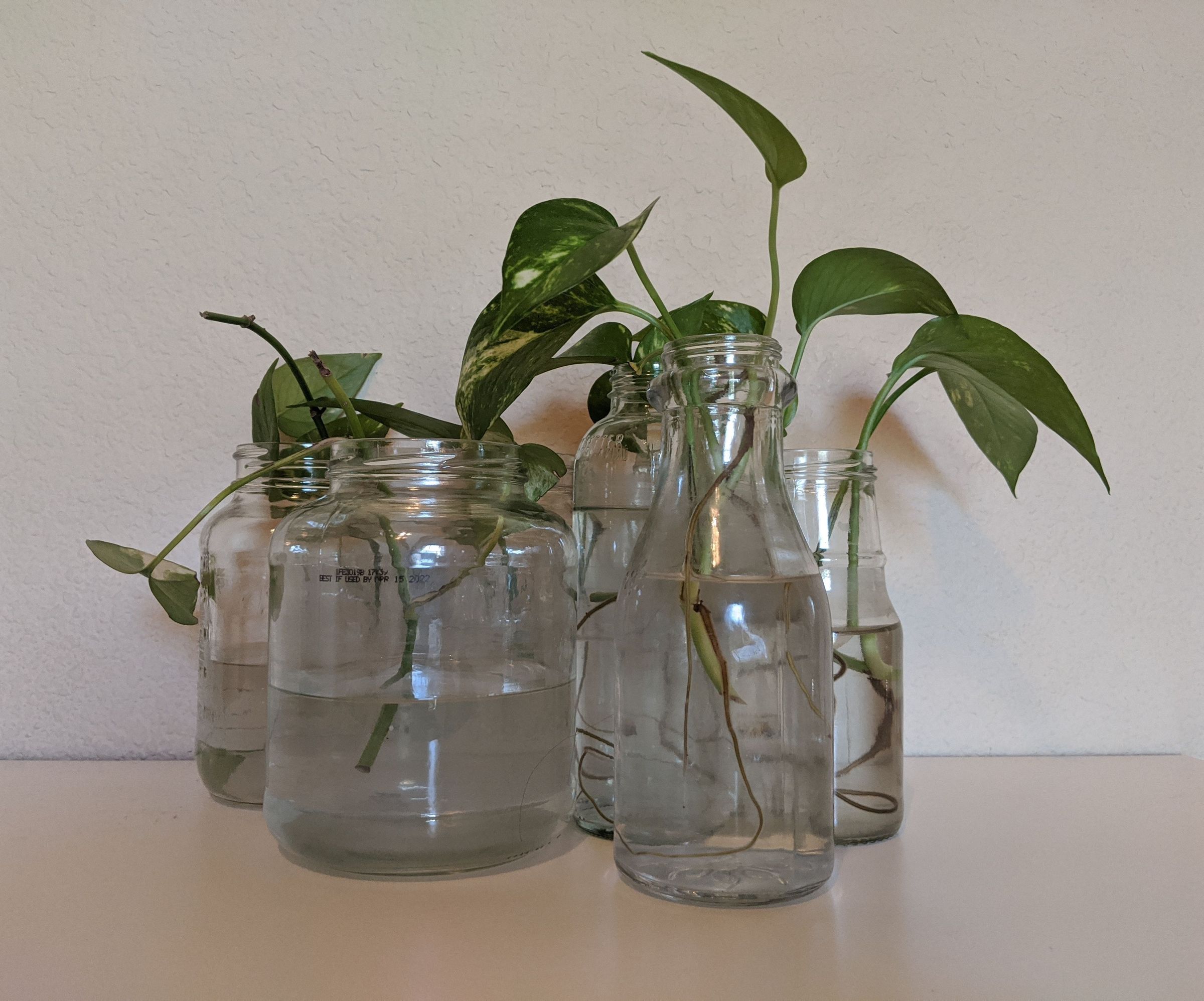 Cultivate Plant Clippings in Recycled Glass Bottles!