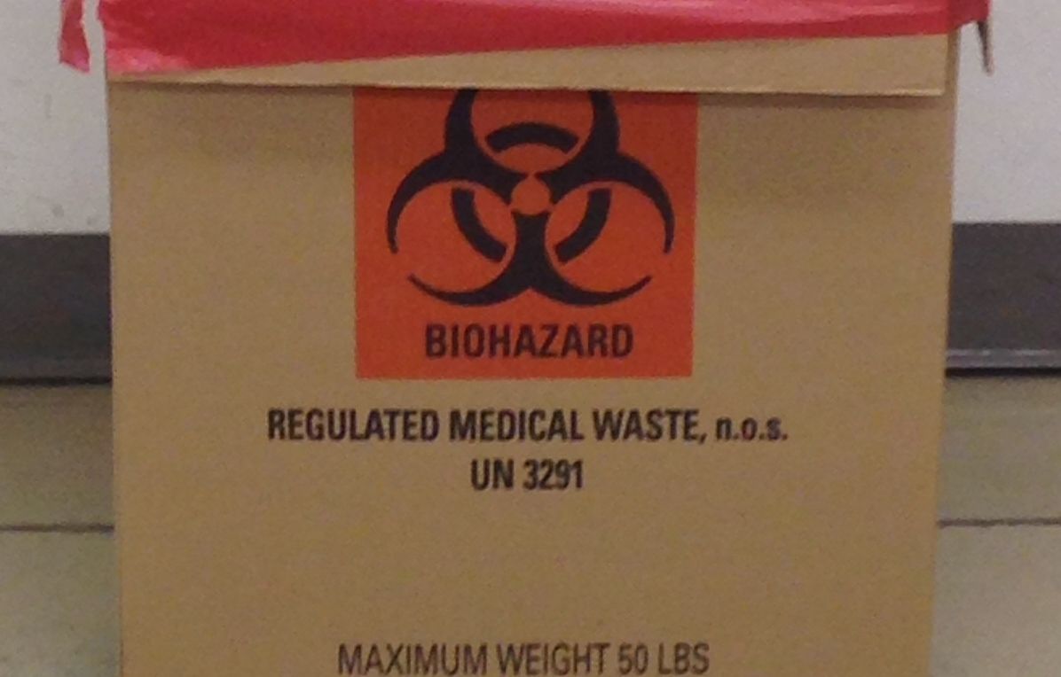 How to Properly Dispose of an American Bullfrog After Dissection