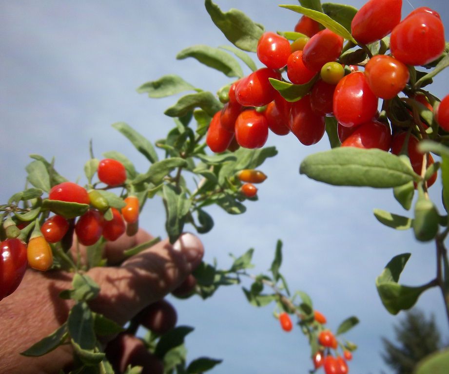 ​Excess Consumption of Goji Berry