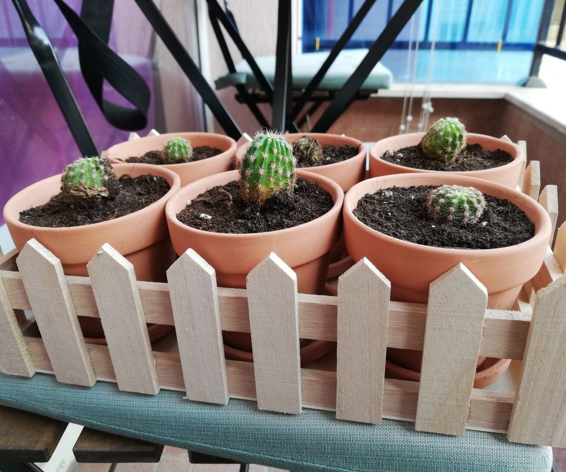 Transplanting of Cactus