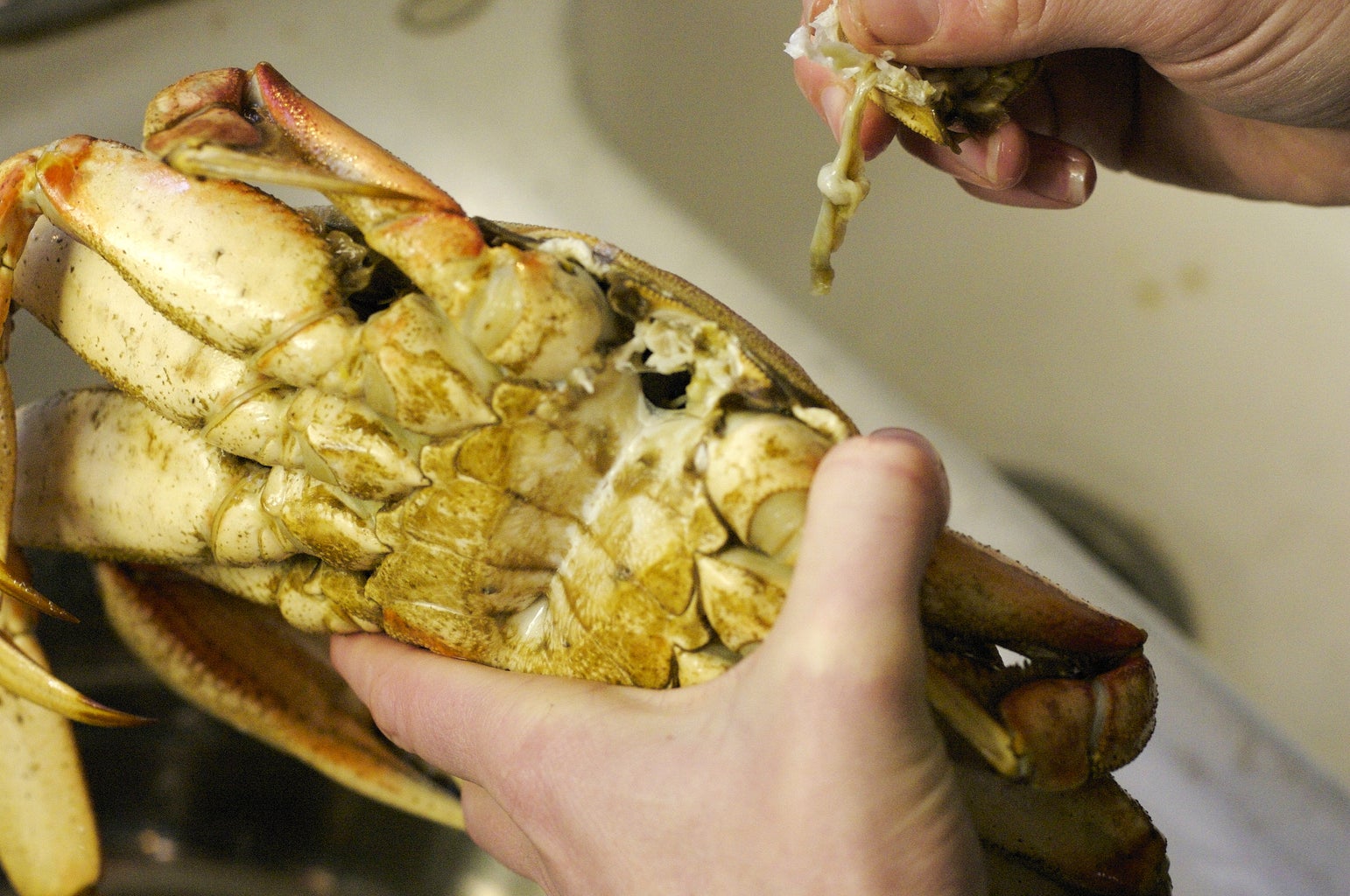 how long do you cook a whole dungeness crab