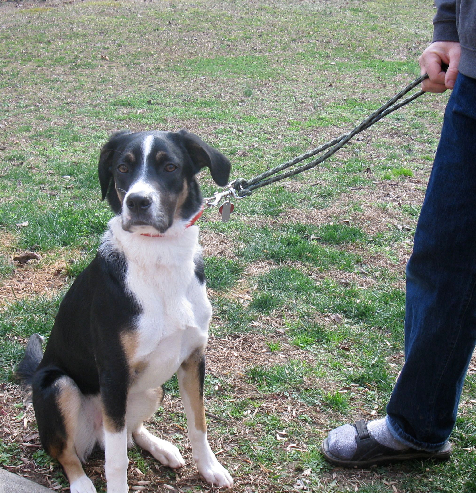 "Honey, That's a Red-Neck Dog Leash" - My Wife Said.
