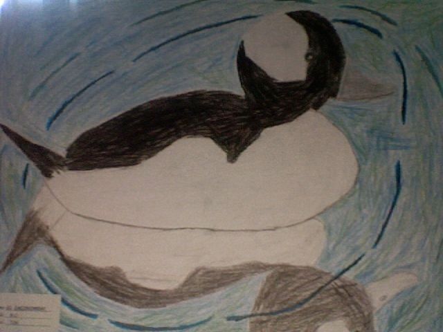 Duck Stamp Pictures