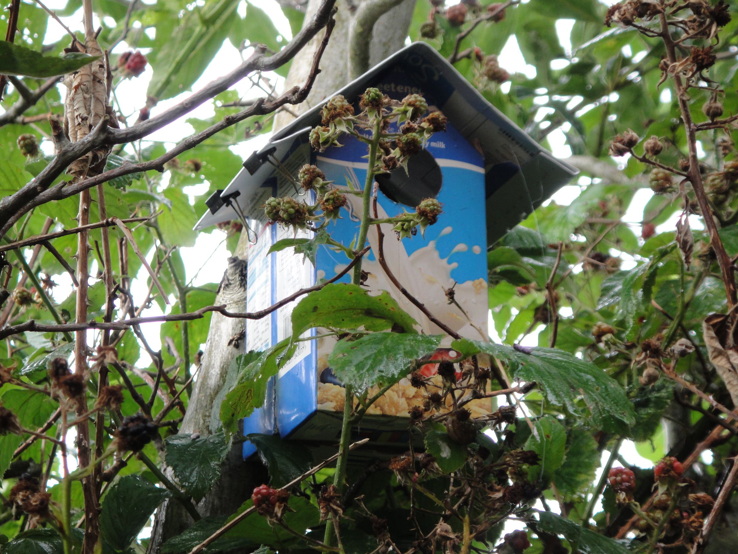 Tetra Pak Bird Box Idea.
