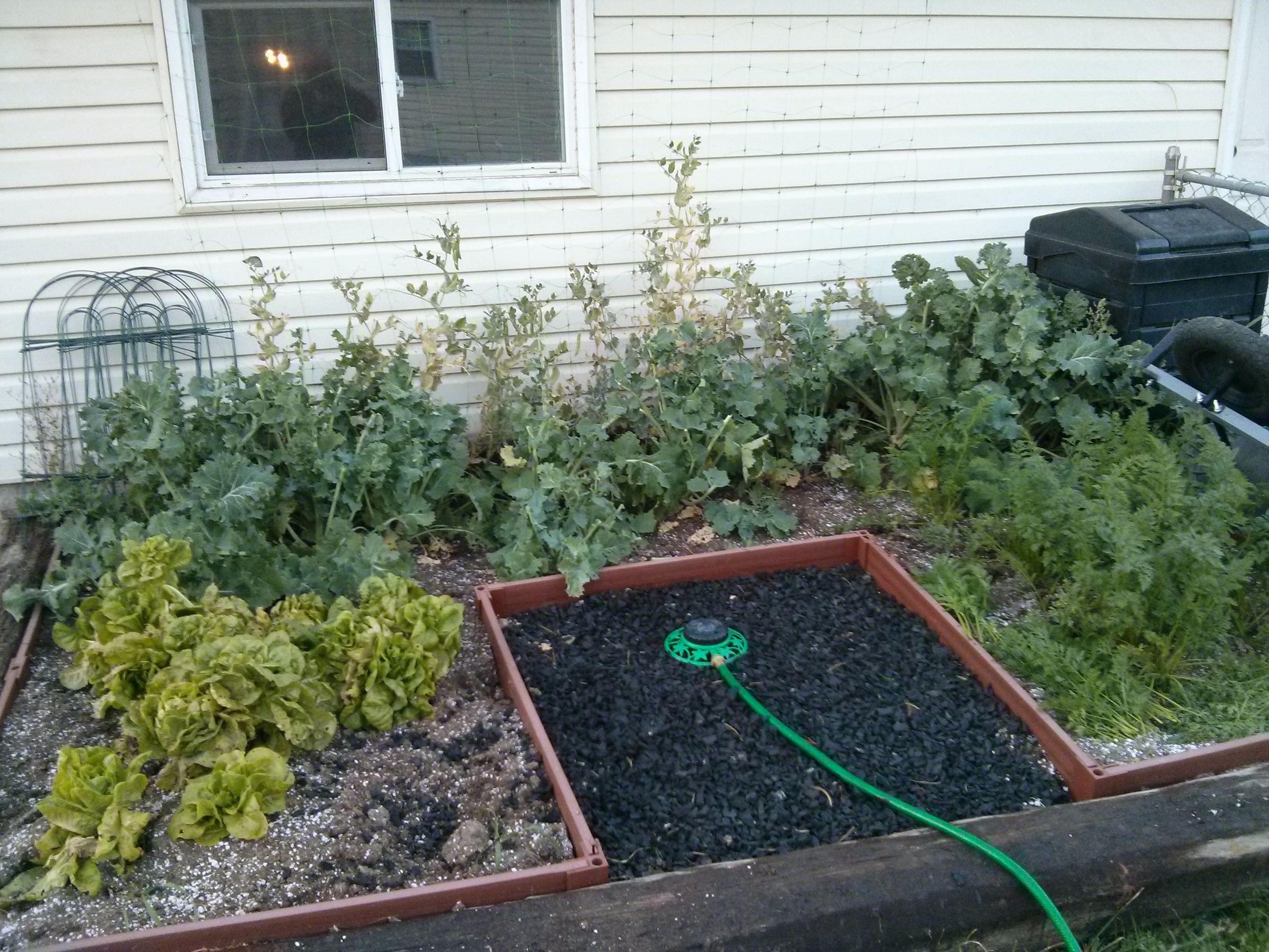 What to Do When You Have Too Much Kale