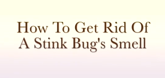 How to Get Rid of Stink Bug Smell!