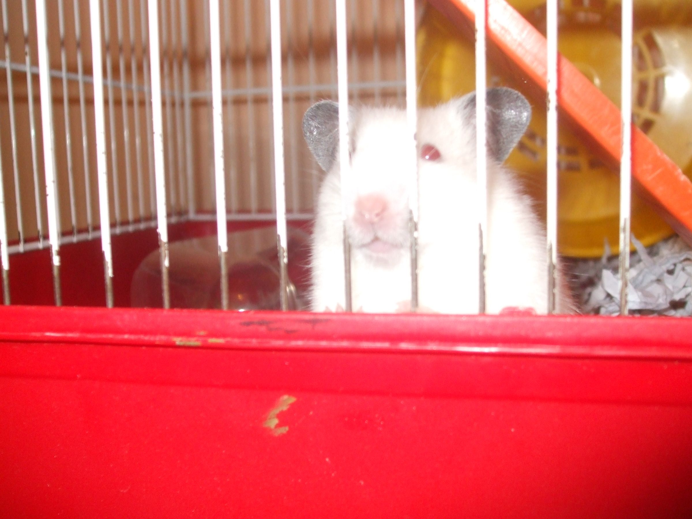 Home-made Hamster Treat (: