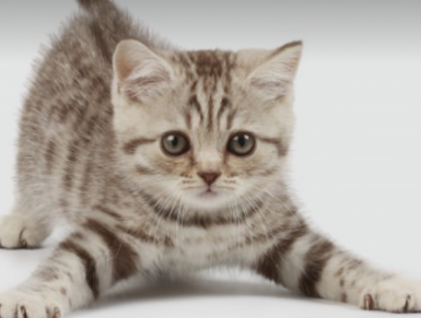 Kitty-cat