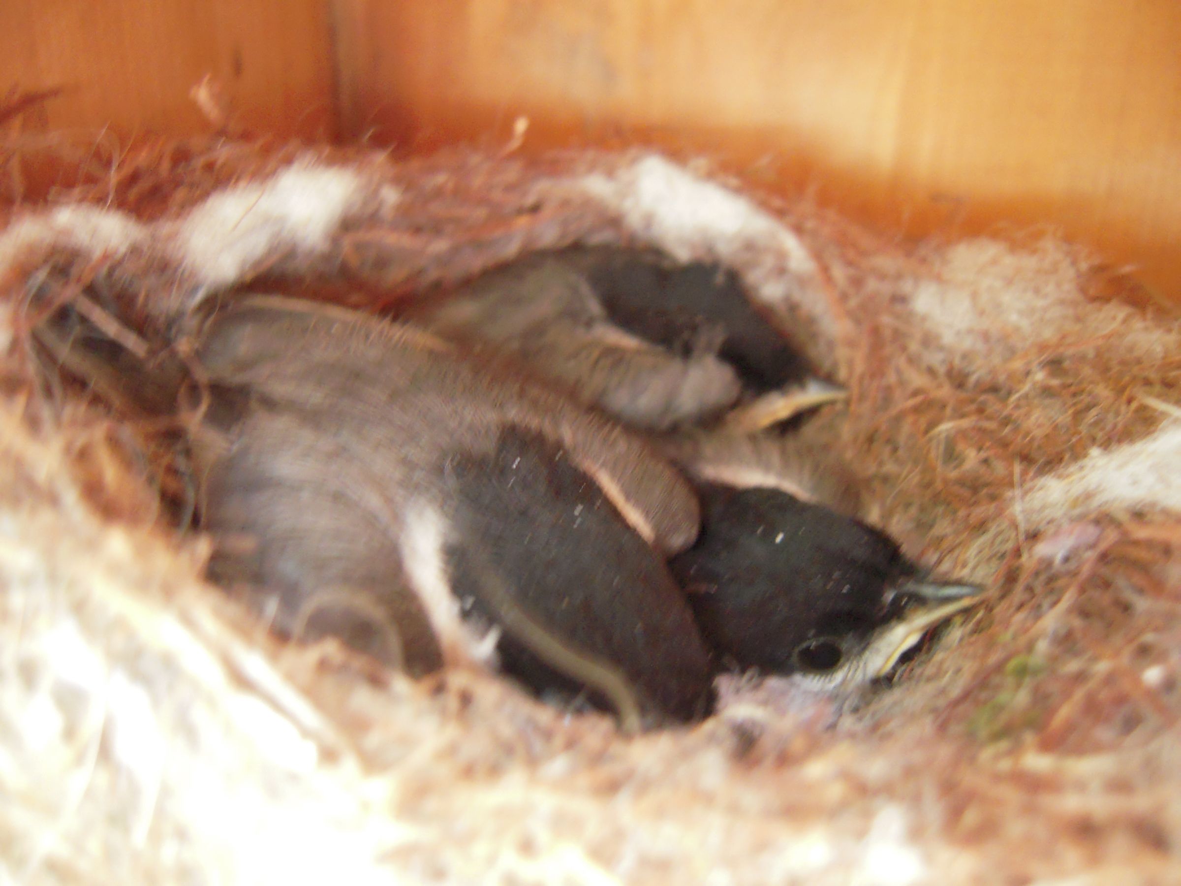 Recycled Milk Jug Bird House 4 Steps (with Pictures) Instructables