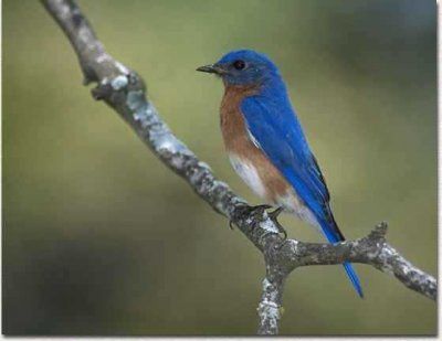 Bluebird Cultivation