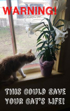 CURE Lily Poisoning in Cats (at Home!) : 4 Steps - Instructables