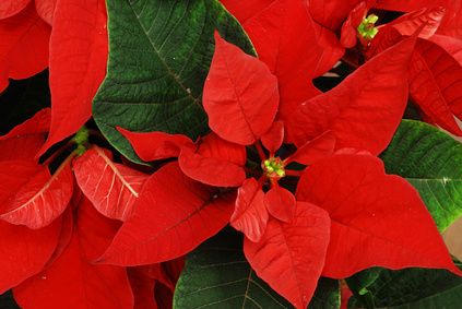 History of Poinsettia Plants - Euphorbia Pulcherrima