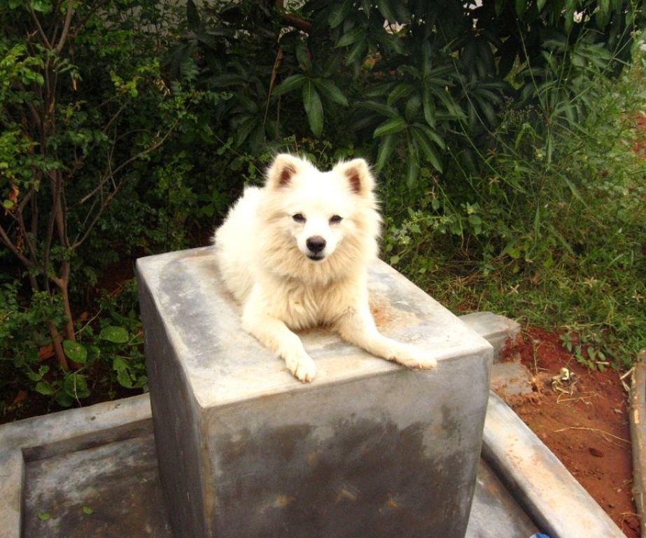 What to Do When Your Favorite Pet Dies...