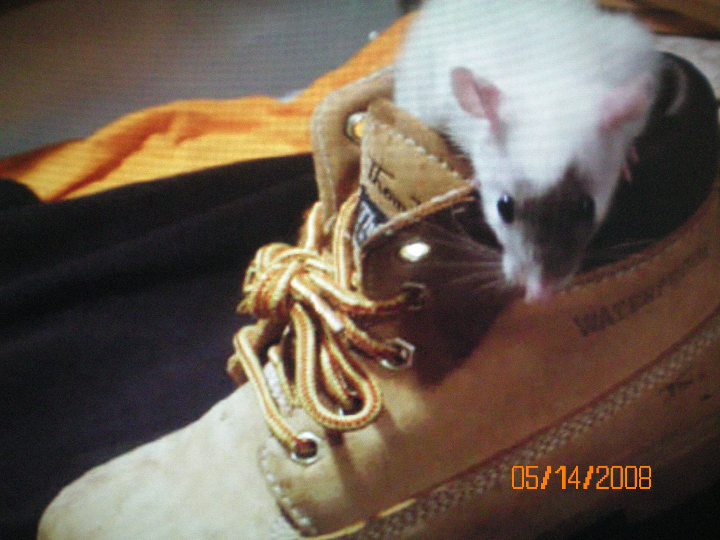 ratgirl