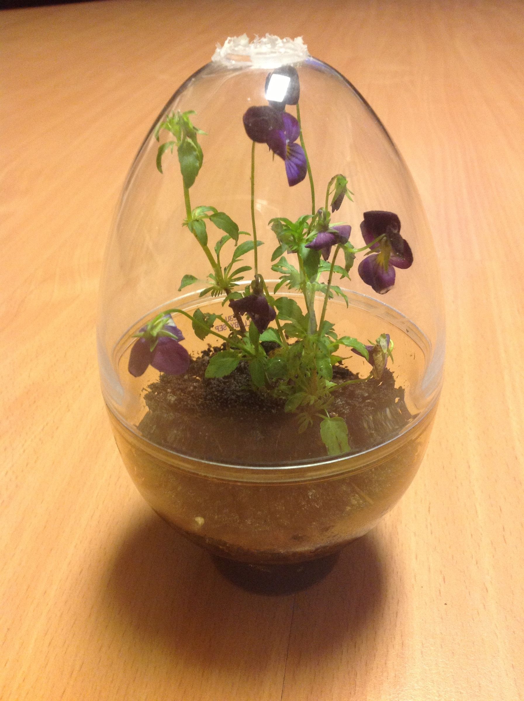 Used Chocolate Egg Container As Terrarium