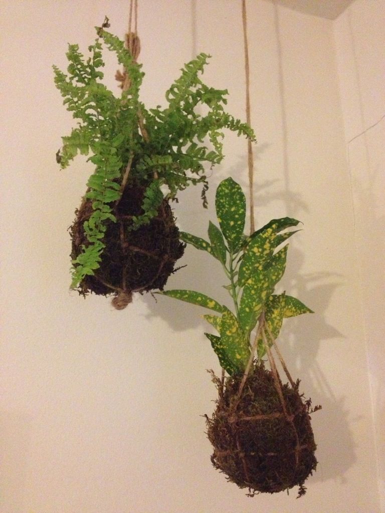 Kokedama (String Garden)