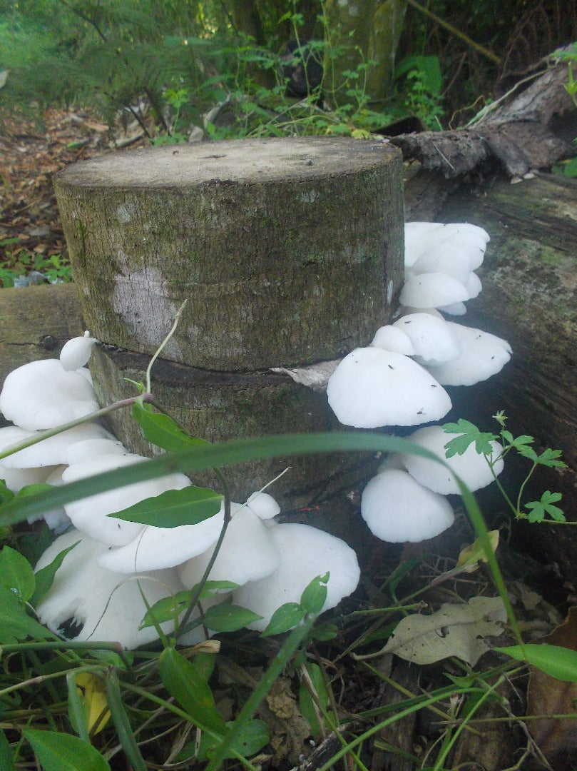 Low Tech Mushroom Log