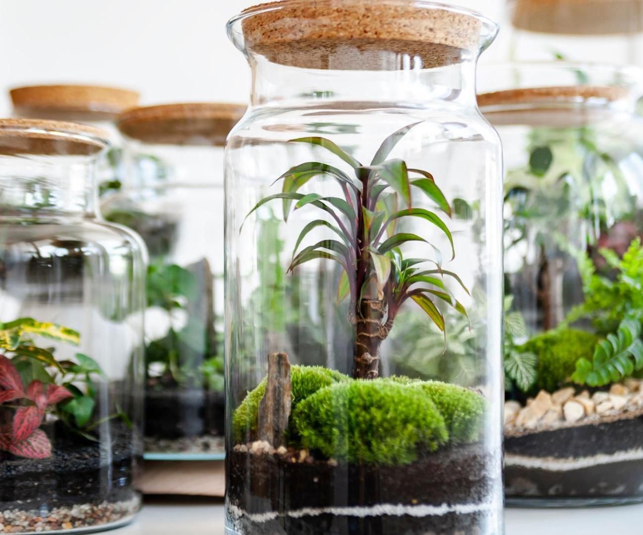 How to Make a Terrarium Garden