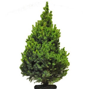 Procure Your Conifer
