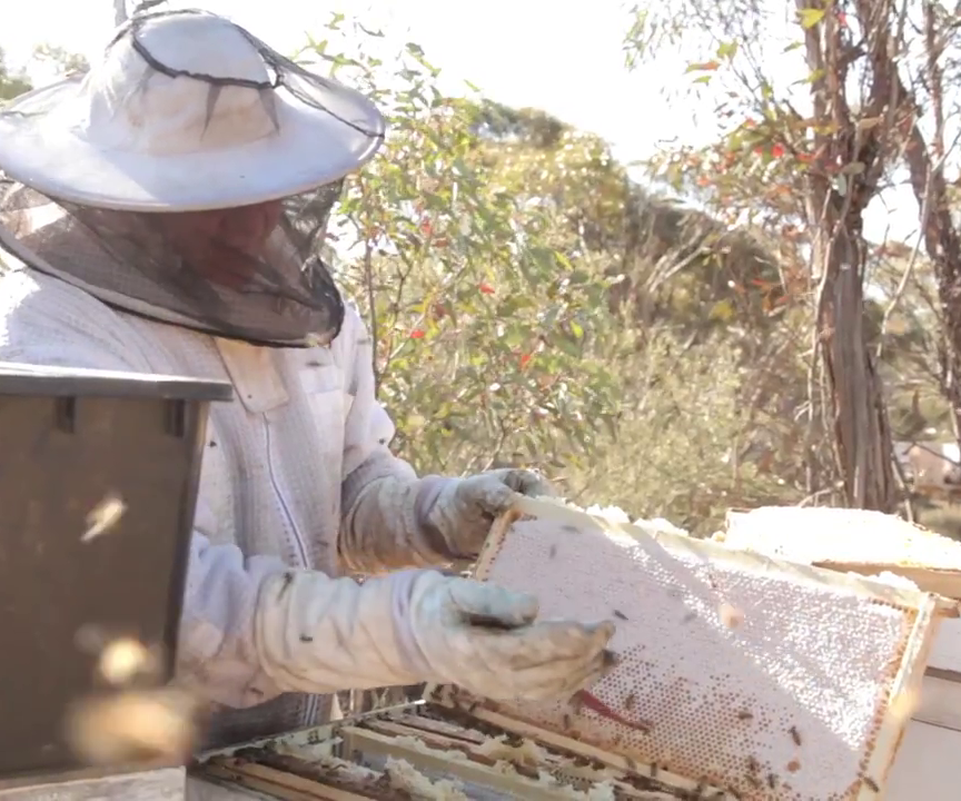 How to Collect Honey From Beehives