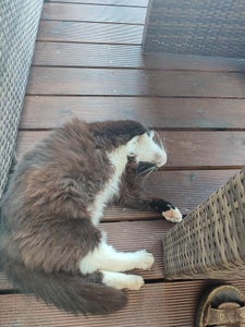 Final Thoughts and Obligatory Cat Tax