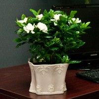 Indoor Gardening Are Best for People Who Love Plants