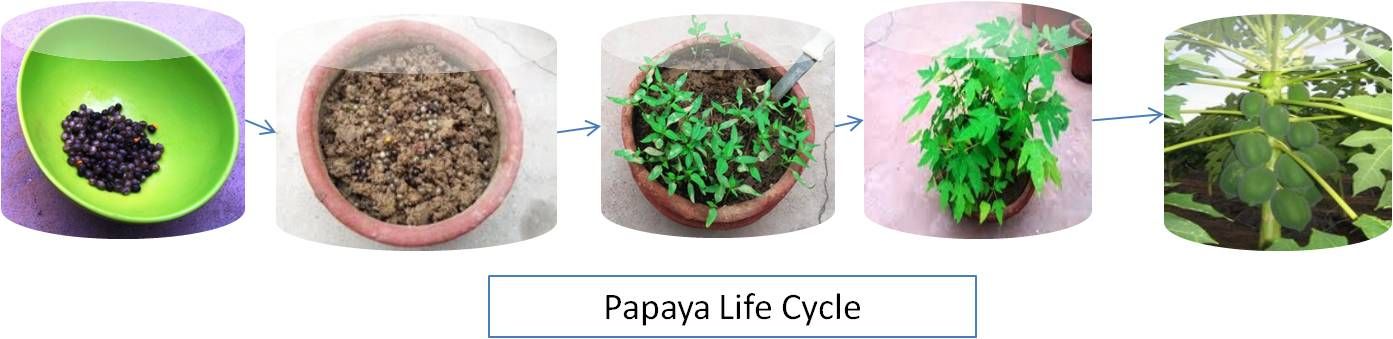 Growing Papaya From Seeds