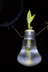 Planting a Water Plant Into the Bulb