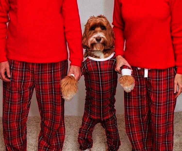 How to Dress Your Pup in Pajamas!