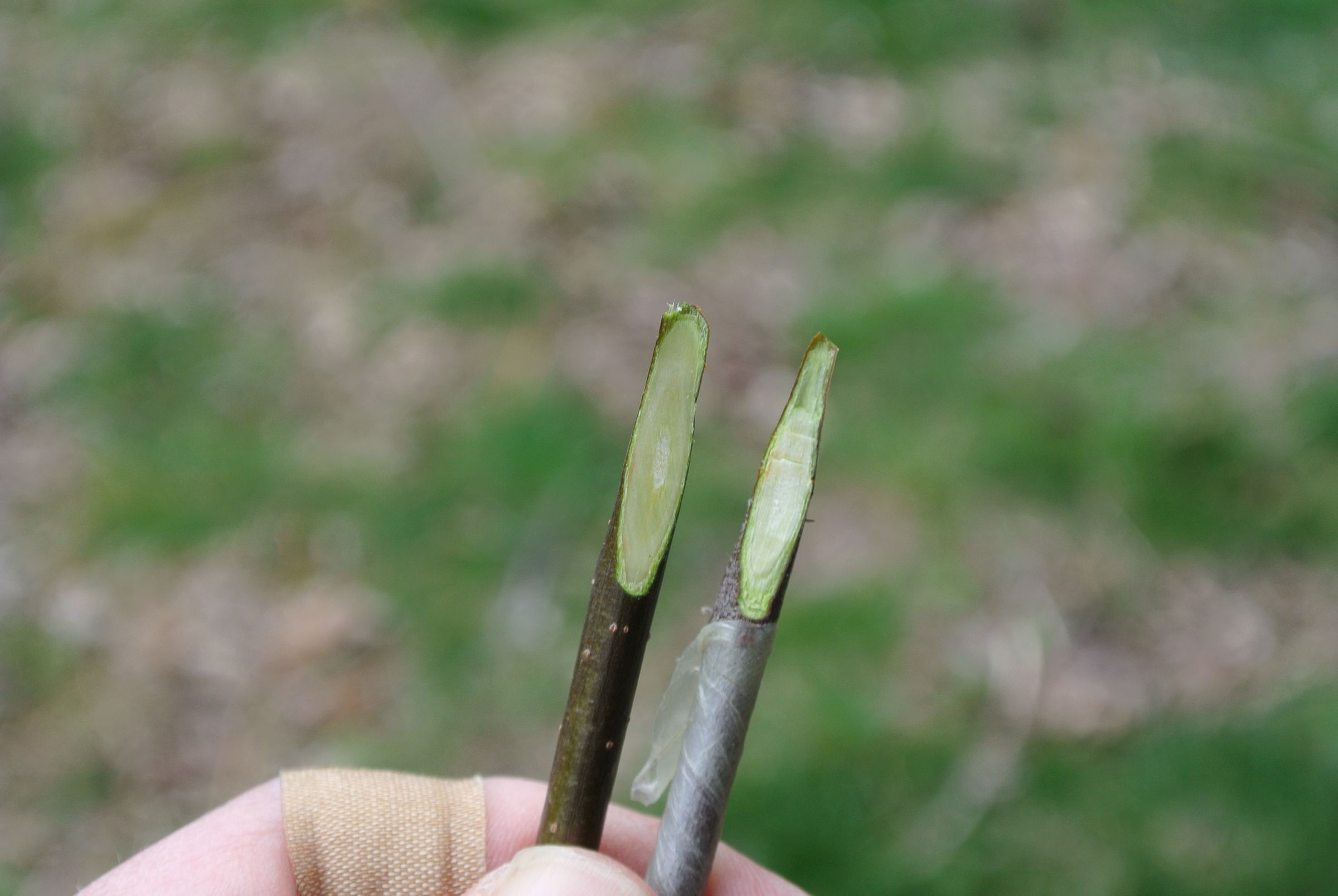 Grafting a Multivariety Apple Tree. 10 Steps (with Pictures