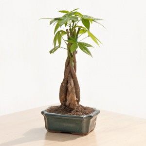 Celebrate Intimacy and Love With Vibrant Flowering Plants