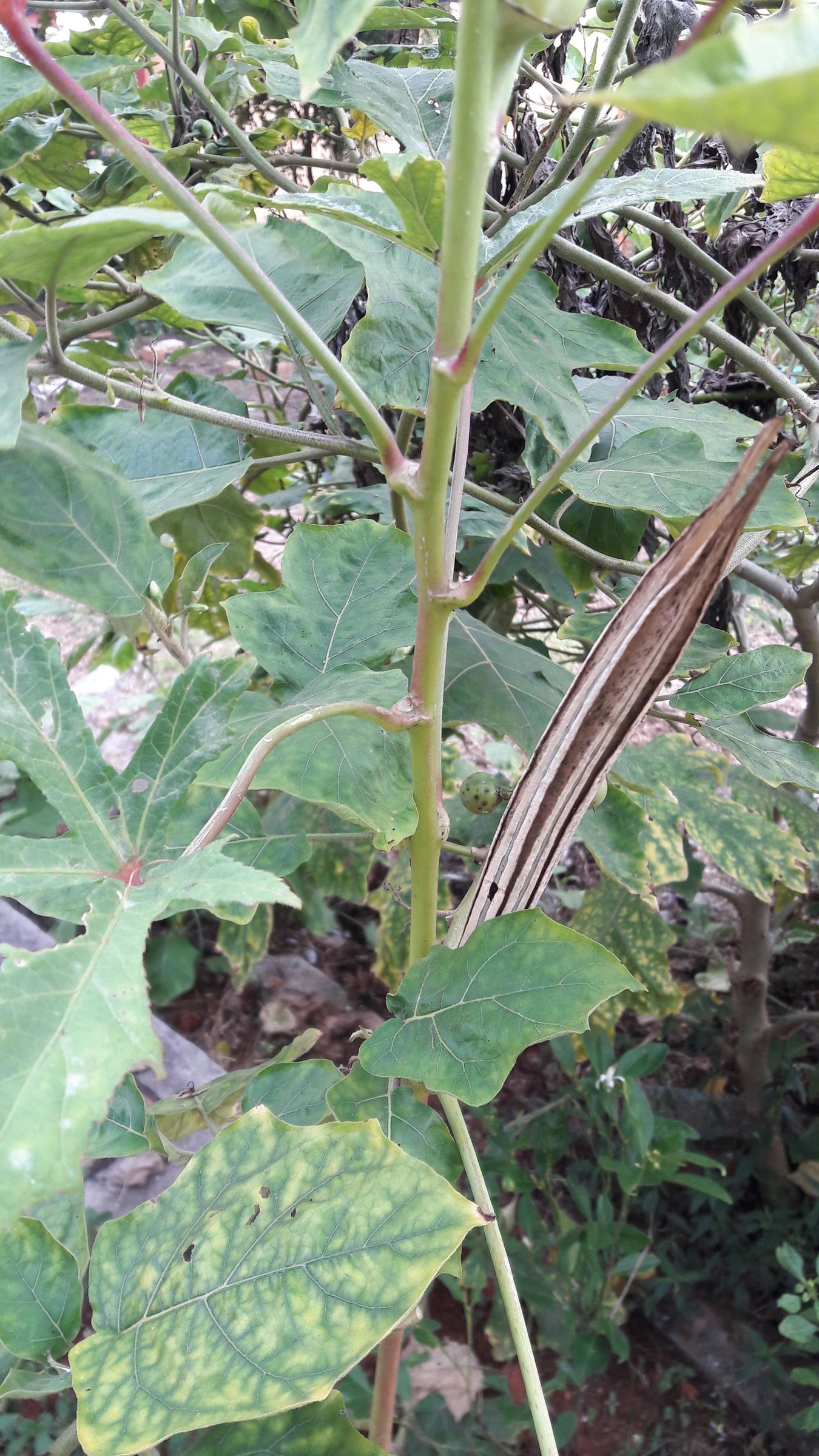 Coffee From Okra Seeds 6 Steps (with Pictures) Instructables