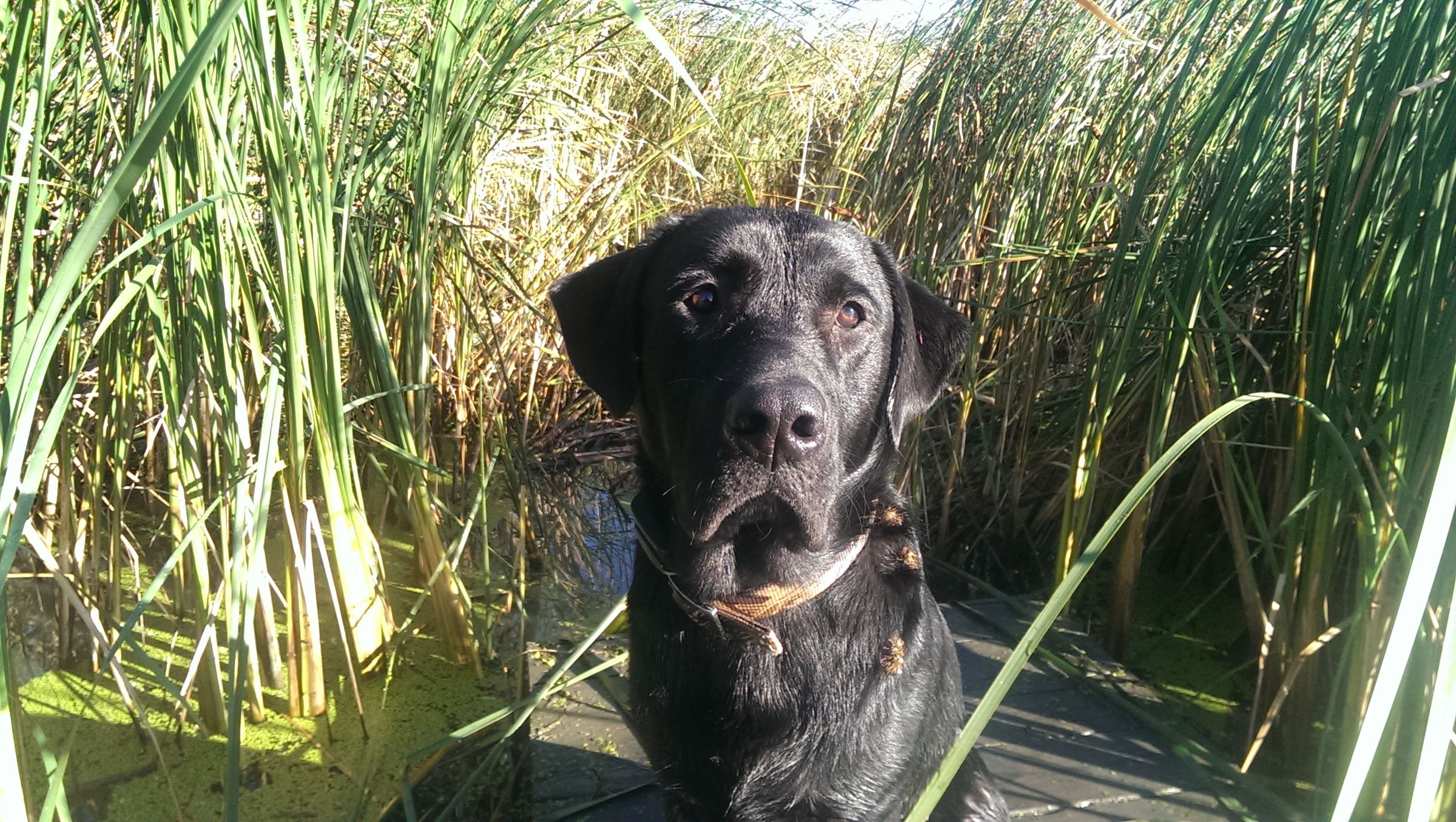 DiyWaterDog