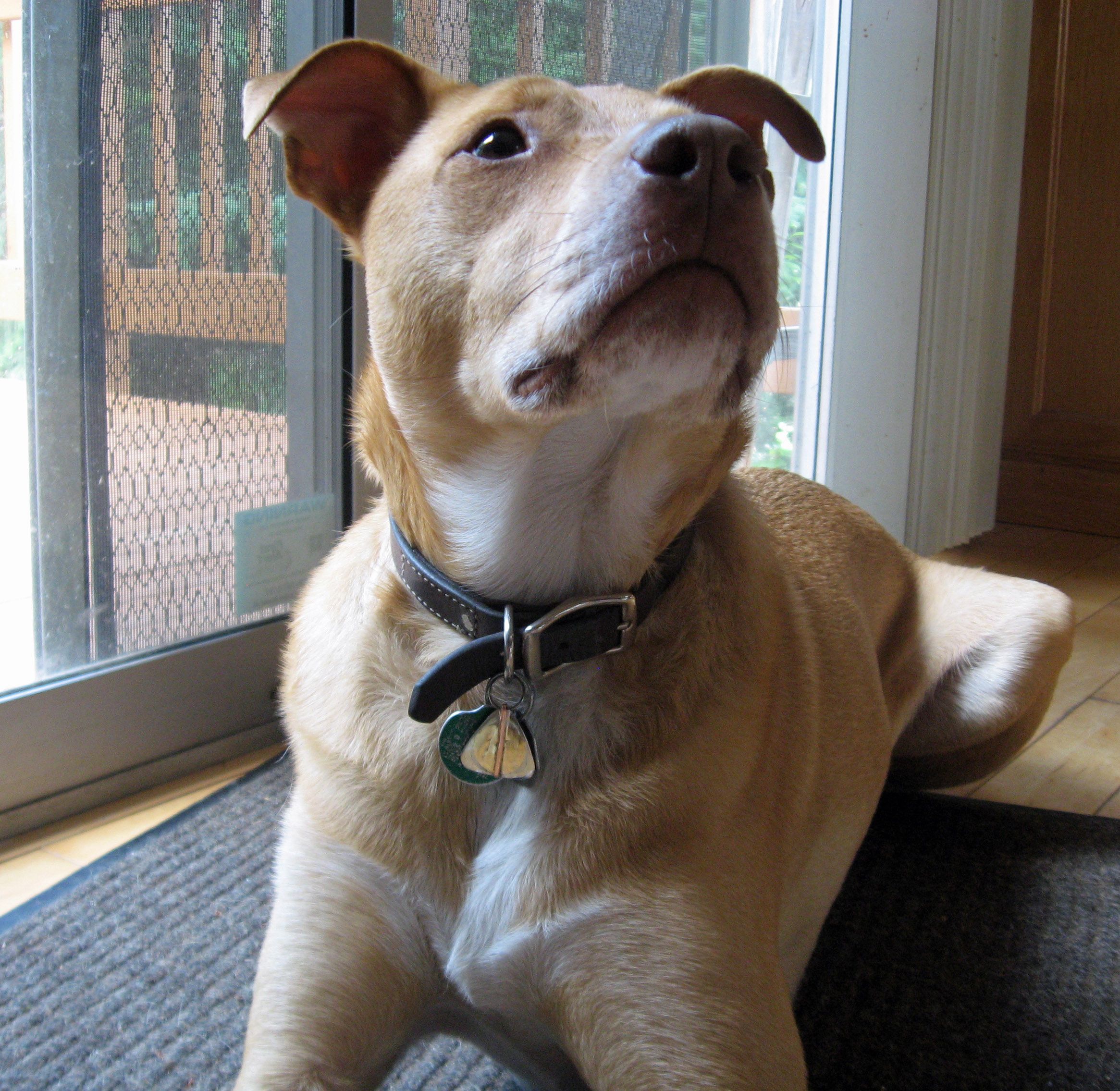 Deathly Hallows Pet Tag