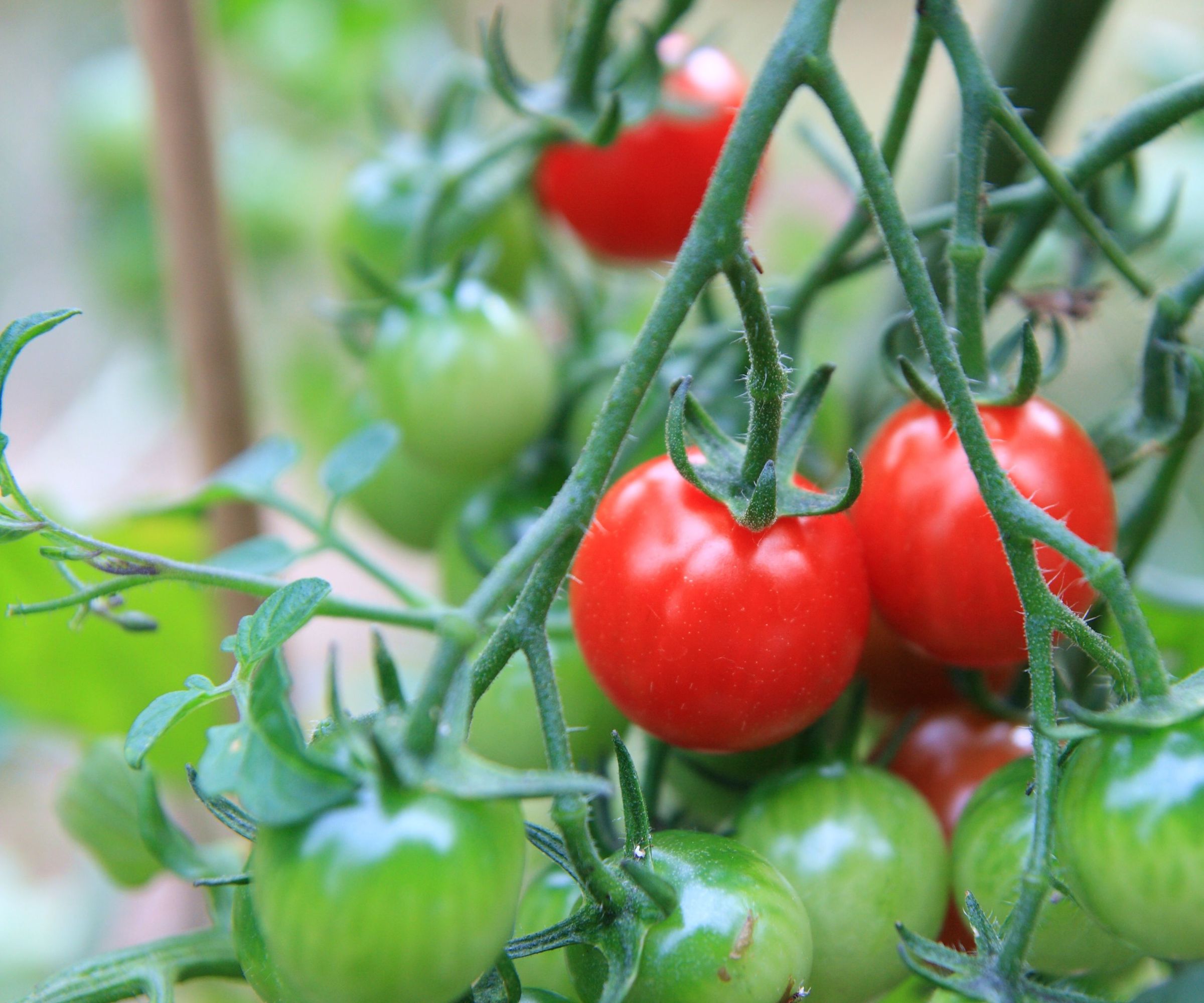 Advice and Facts That Can Help With Your Hydroponics System in Glenwood Springs.