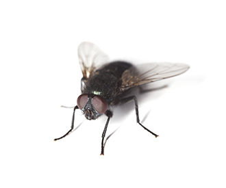 Simple, Practically Free Fly Trap!