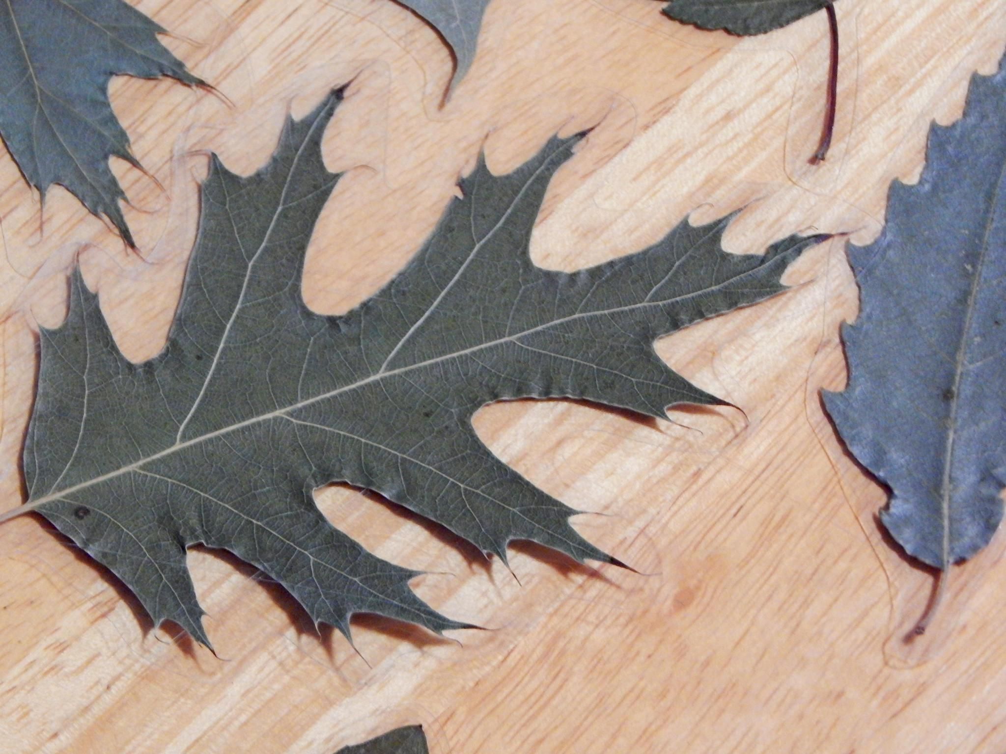 DIY Laminated Leaf Bookmarks 4 Steps (with Pictures) Instructables