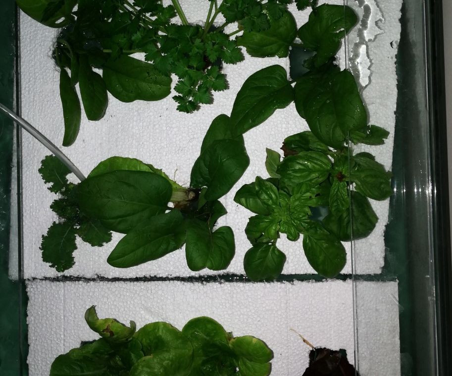 DIY Household Aquaponics - Small Scale
