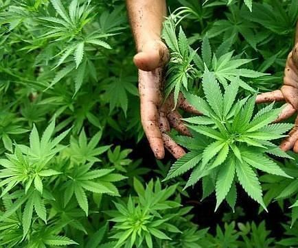 Advantages of Seed for Fat Obviously!